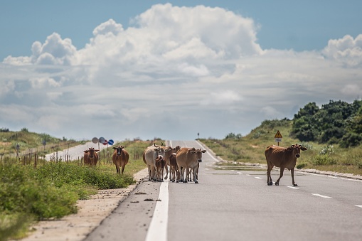 herd of cows crossing the road in Vietnam
