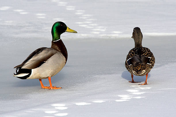 Two ducks in the winter stock photo