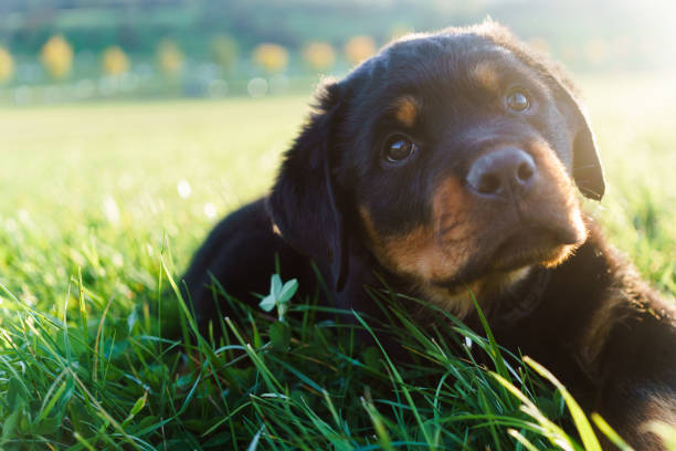 A soft focus a Rottweiler puppy lying on a grassy field with soft morning sunlight