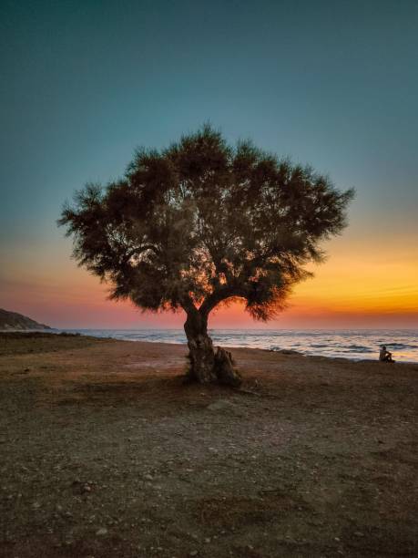 Serene hillside landscape featuring a mature pine tree with a distinctively curved trunk under the clean, blue sky. Located in the Mediterranean terrain near Antalya, this scene evokes calm and nature's elegance.