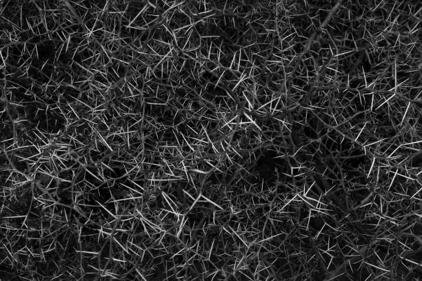 istock Grayscale of dry thorn bush background 1442920721