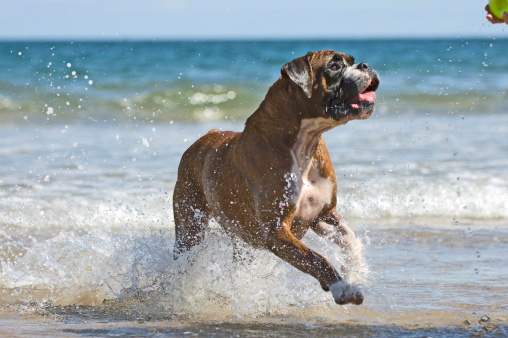 Boxer dog in the surf.