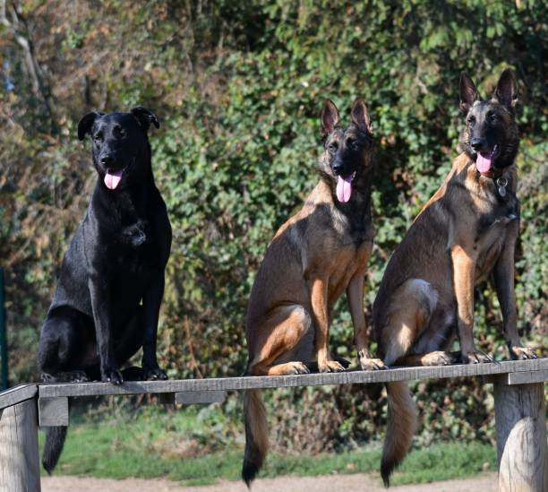 3 funny dogs on a board