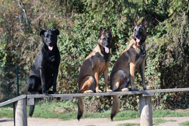 istock 3 funny dogs on a board 1442921185