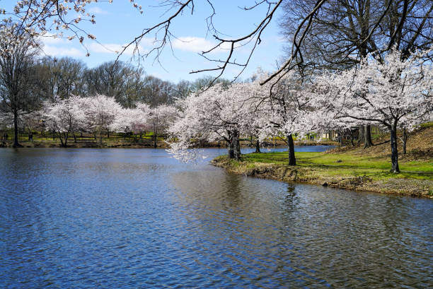 istock Scenic river lined with beautiful cherry blossom trees in autumn 1442921295