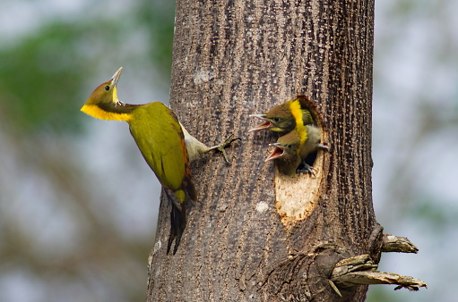 Greater yellow nape woodpecker bird feeding baby birds at the nest