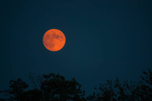 istock Supermoon on dark sky over the silhouette of trees 1442921702