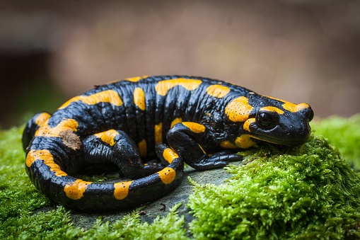 A closeup of a fire salamander on the rock covered in mosses in a field