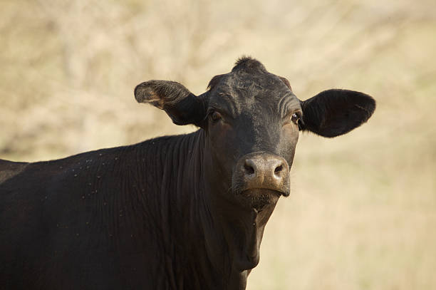 Black Cow stock photo