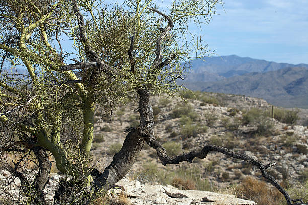 Palo Verde Tree stock photo