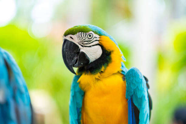 istock feeding parrot, nature bird, macaw 1442922648