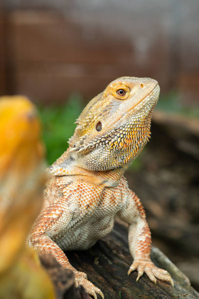 istock bearded dragon on ground with blur background 1442922777