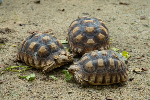 istock Sucata tortoise on the ground 1442923196