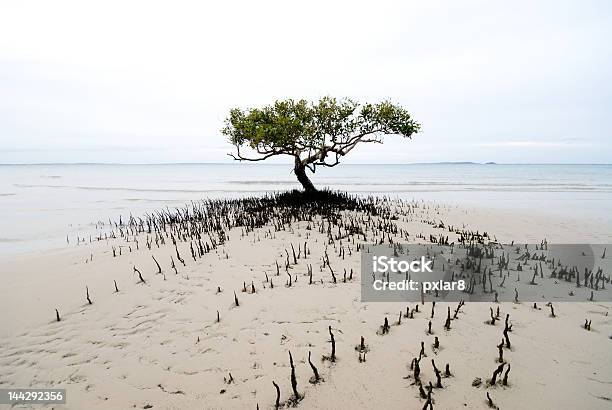 Solitary Mangrove Tree Stock Photo - Download Image Now - Australia, Australian Culture, Beach