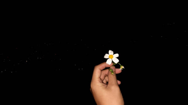 Left hand holding white flower on dark black background 01