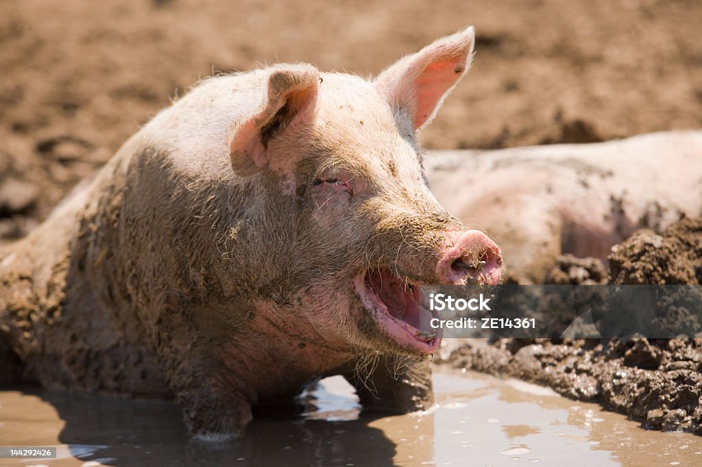 L'arrière de Hog Heaven - Photo de Porc - Mammifère ongulé libre de droits