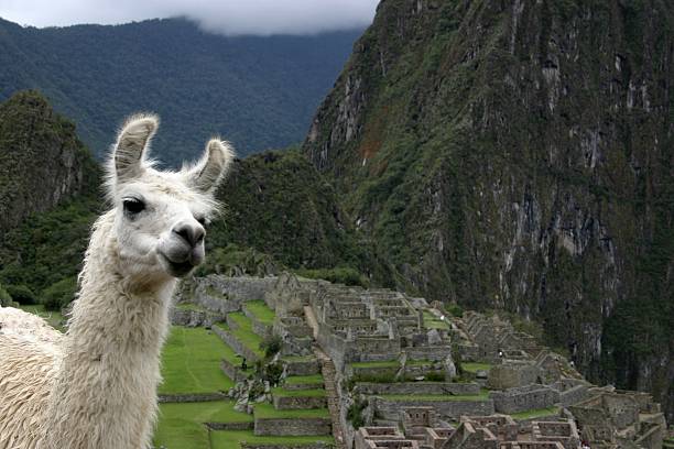 istock Llama guide at Incan Ruins 144292534