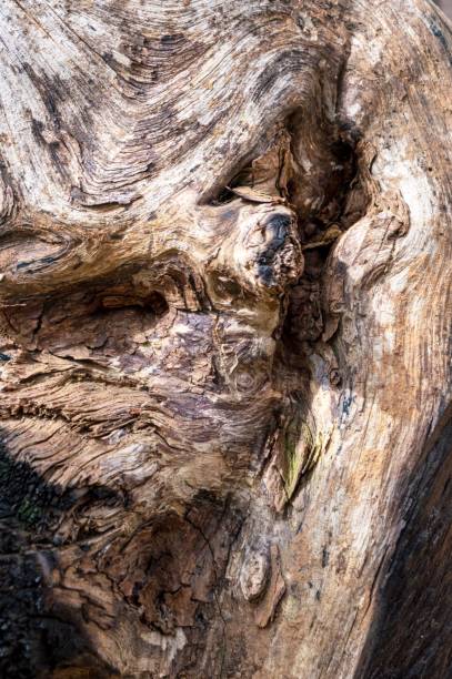 istock Large dry brown trunk of tree, with holes. 1442925361