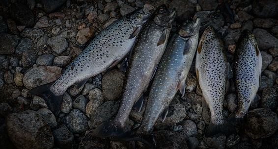 Trout and char lying on the rocks on the shore.