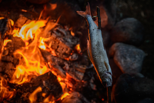 Roasting grayling on fire in the evening in a forest on the Kola Peninsula.
