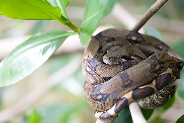 Black Common Boa, Damas Estuary. Costa Rica stock photo