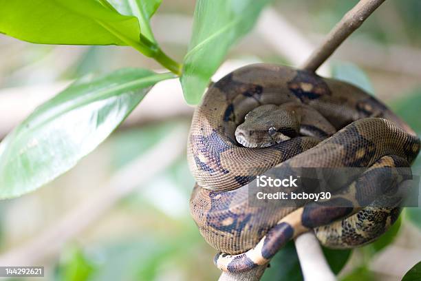 Foto de Black Comum Boa Damas Estuário Costa Rica e mais fotos de stock de Boa - Boa, Cobra, Cor Preta