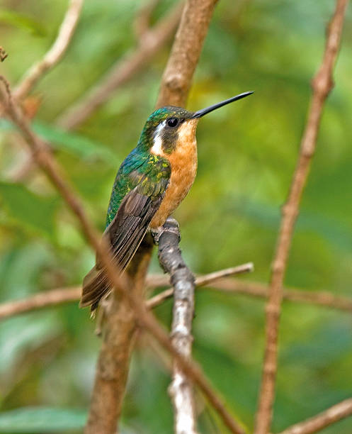 istock Bird-Hummingbird-Purple-throated Mountain-gem (female) 144292683