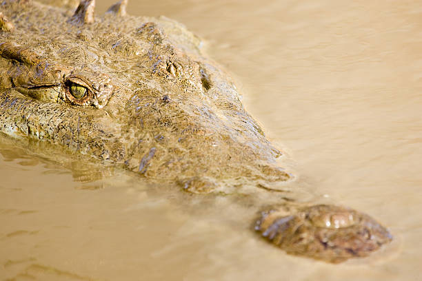 Crocodile up Close and Personal stock photo