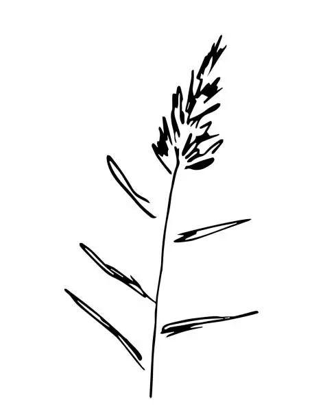 Vector illustration of Simple black outline vector drawing. Reed branch, river, lake plant. Sketch in ink.