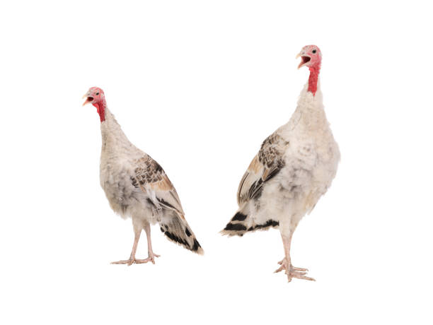 istock screaming two female turkey isolated on white background 1442927630