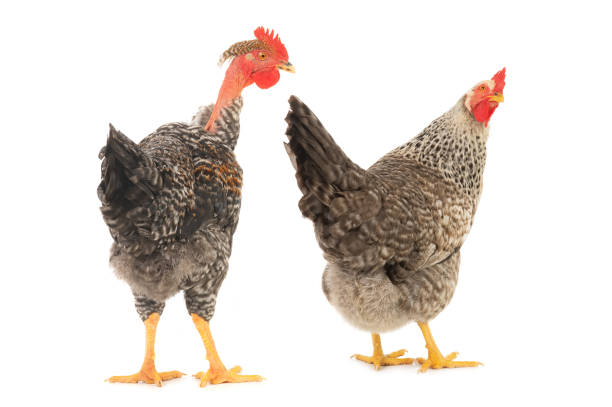 istock rooster and hen isolated on white background 1442927645
