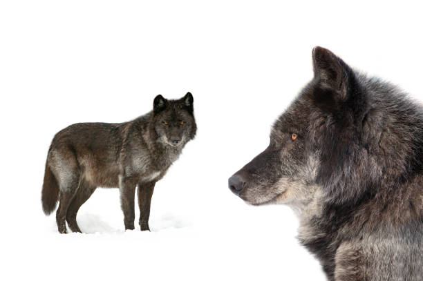 istock canadian black wolf  isolated on white background 1442927660