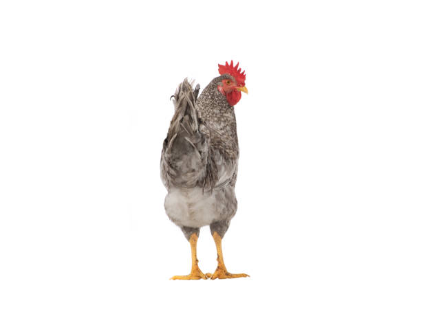 istock gray rooster isolated on white background 1442927672