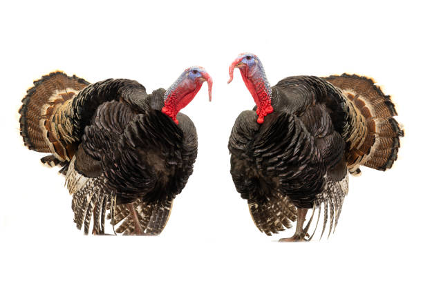 istock two beautiful turkeys isolated on white background 1442927673