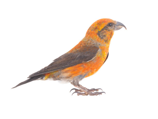 istock male red crossbill (loxia curvirostra) isolated on white background 1442927689