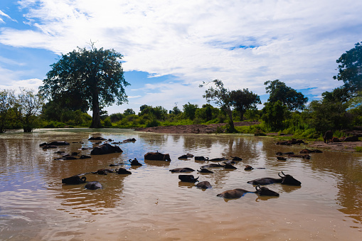 A herd of water buffaloes bathe in a pond. beautiful blue sky. Udawalawe National Park, Sri Lanka