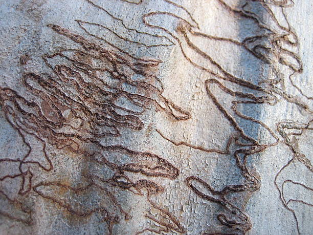 Scribbly Gum Scribbly gum (Eucalyptus haemastoma) is an Australian eucalypt that is named after the 'scribbles' on its bark. These zigzag tracks are tunnels made by the larvae of the Scribbly Gum Moth (Ogmograptis scribula) and follow the insect's life cycle scribbly gum stock pictures, royalty-free photos & images