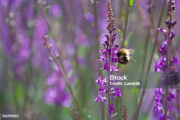 Photo libre de droit de Abeille Sur Fleurs Pourpre banque d'images et plus d'images libres de droit de Abeille - Abeille, Angleterre, Animaux à l'état sauvage