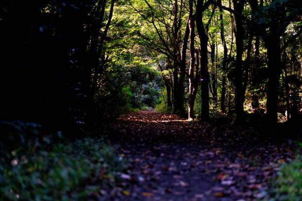 istock mountain road in autumn 1442931198