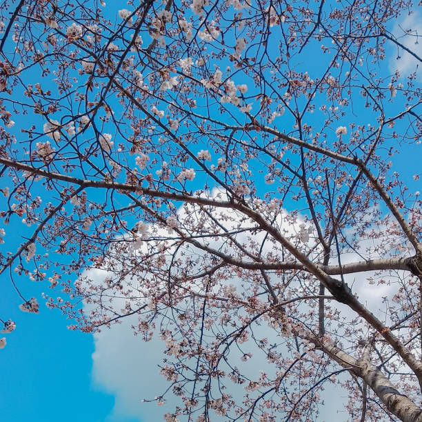 istock The Beauty of Spring 1442931460
