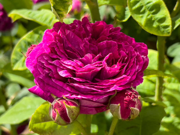 istock Crimson Rose Beauty 1442932858