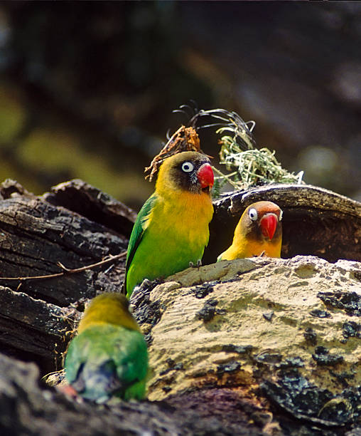 istock African birds-Yellow-collared lovebird (agapornis personata) 144293311