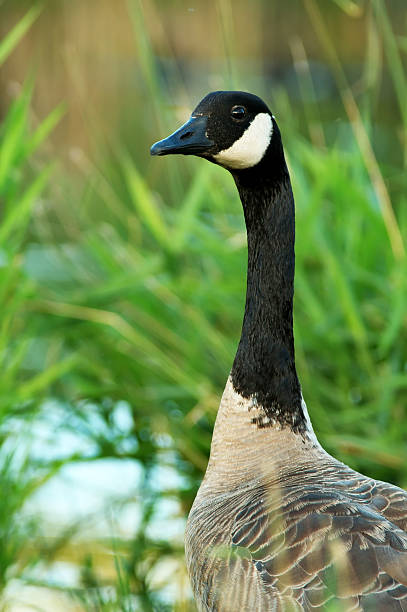istock Portrait of a Canada Goose 144293349