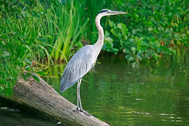 Photo of A great blue heron standing on a log in a river