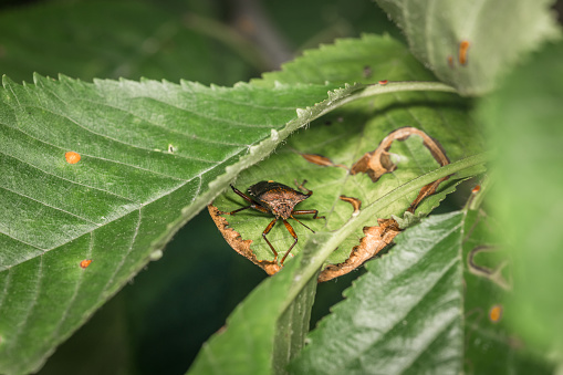 A brown red orange coloured soft-bodied beetle hangs on a stem of a plant in the garden in the wild, Germany