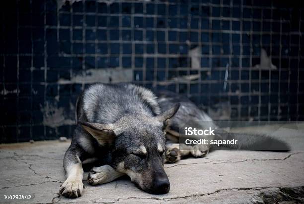 Cão A Dormir - Fotografias de stock e mais imagens de Animal - Animal, Animal de Estimação, Animal perdido