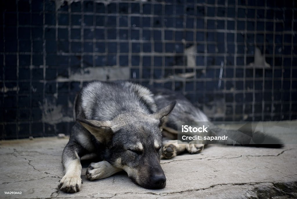 Спящая собака - Стоковые фото Без людей роялти-фри