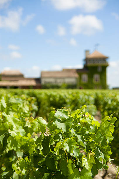 Vineyard stock photo