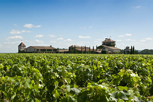 Winery in Bordeaux stock photo