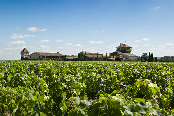 Vinícola em Bordeaux - foto de acervo